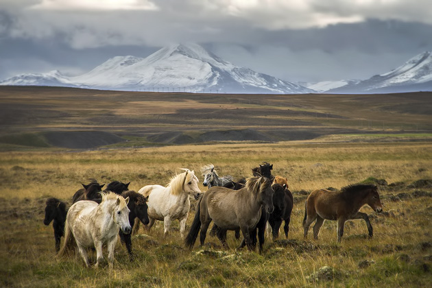 Horse-Round-Up-Sau%C3%B0%C3%A1rkr%C3%B3k%C3%BAr-Iceland---01-20130914-for91days.com.jpg