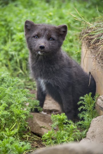 Suðavík's Arctic Fox Center - Iceland For 91 Days