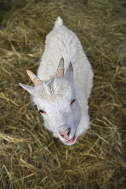 Read more about the article The Icelandic Goat