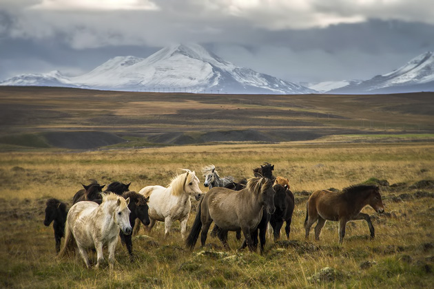 Read more about the article The Annual Horse Roundup at Sauðárkrókúr