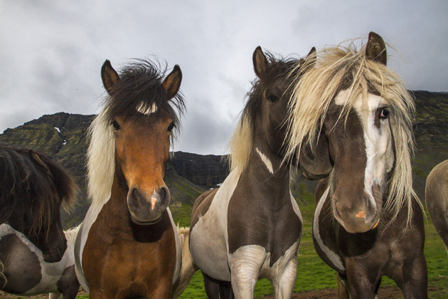 Read more about the article Hey There, Pretty Horse: Prepare For Your Close-Up