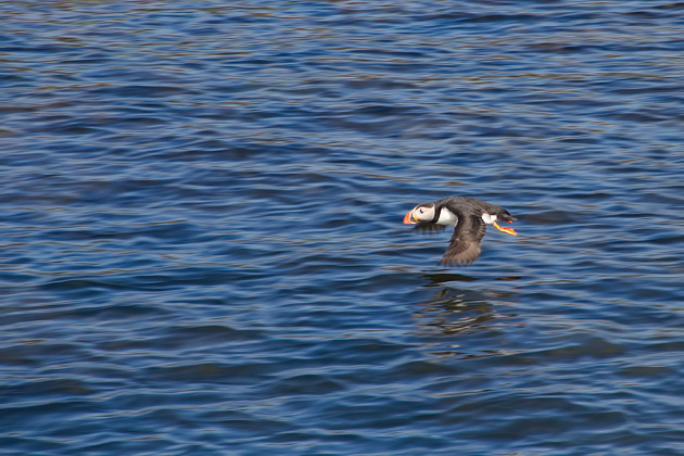Read more about the article Puffin Spotting